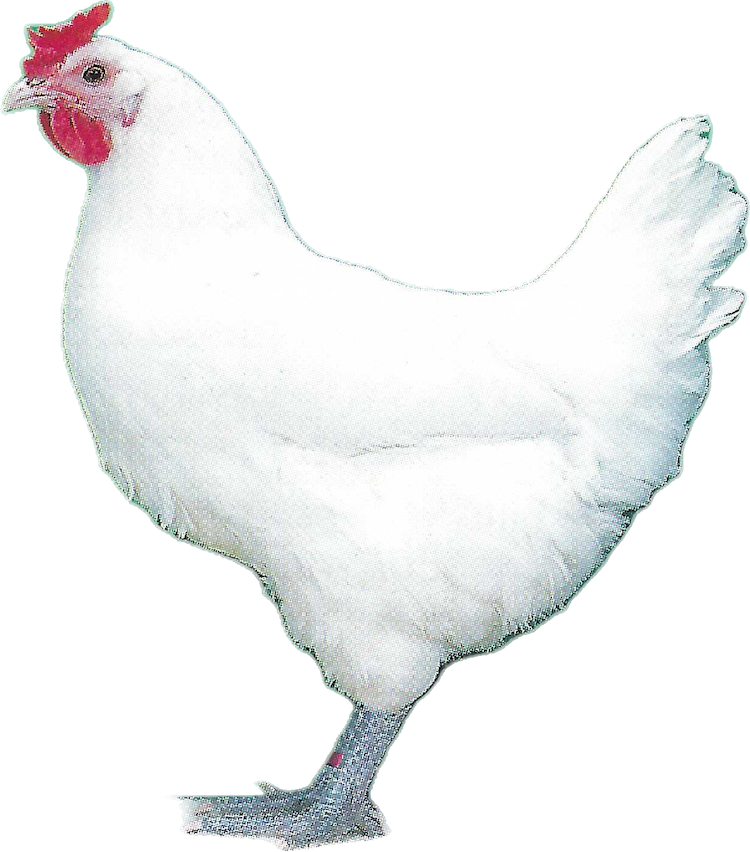 CHICKEN