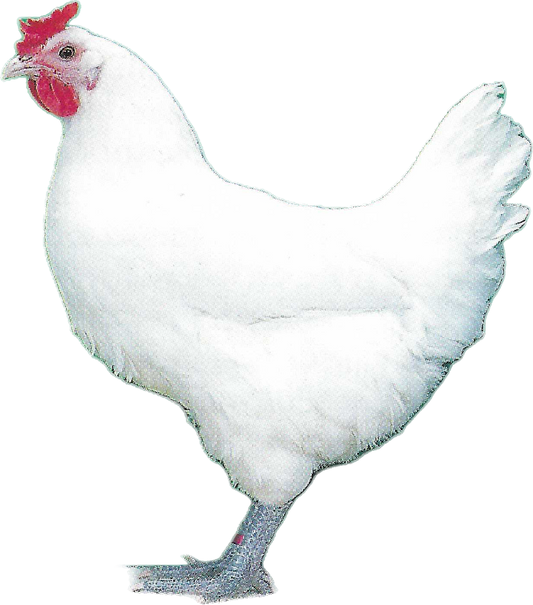 CHICKEN